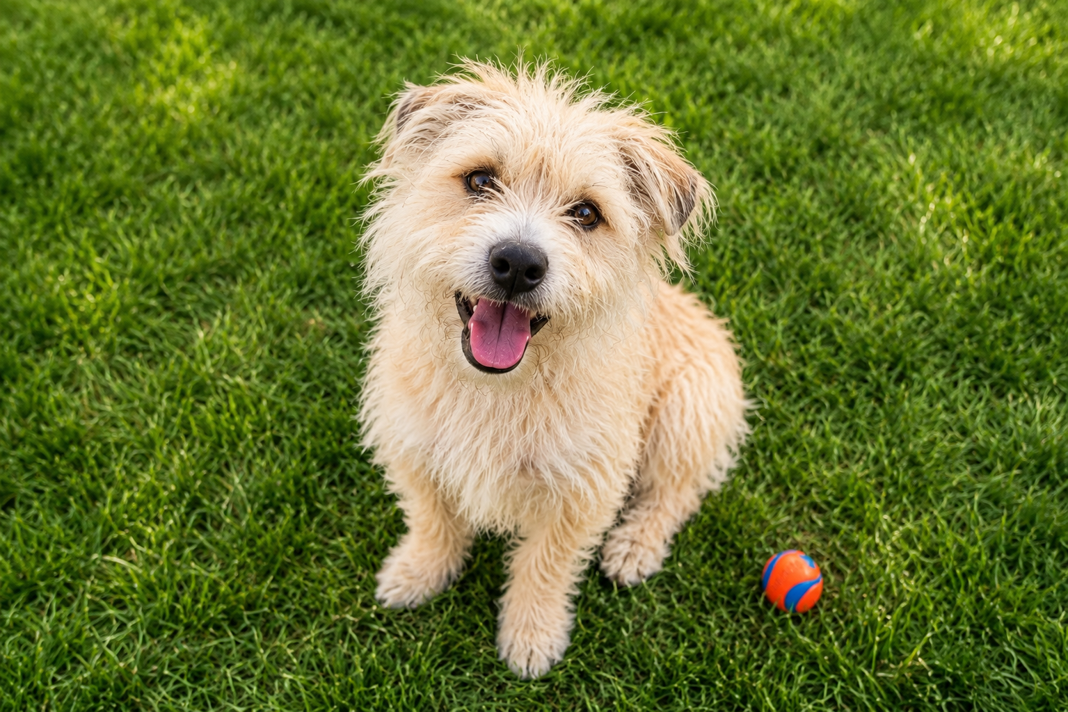 Allowing Pets in Your Rental Property